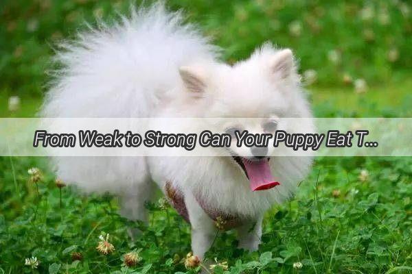 From Weak to Strong Can Your Puppy Eat Through Parvoviruss Grip